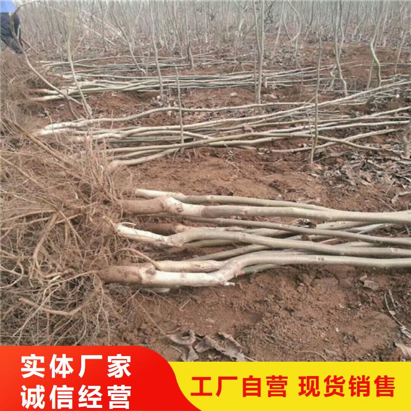 核桃苗夏黑葡萄苗库存齐全厂家直供质检严格