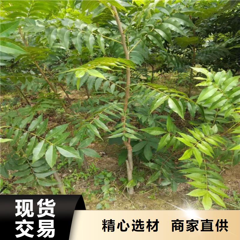 核桃苗蓝莓苗实拍展现根据要求定制