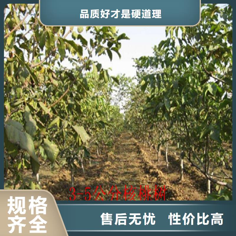 【核桃苗-梨树苗订制批发】多种工艺