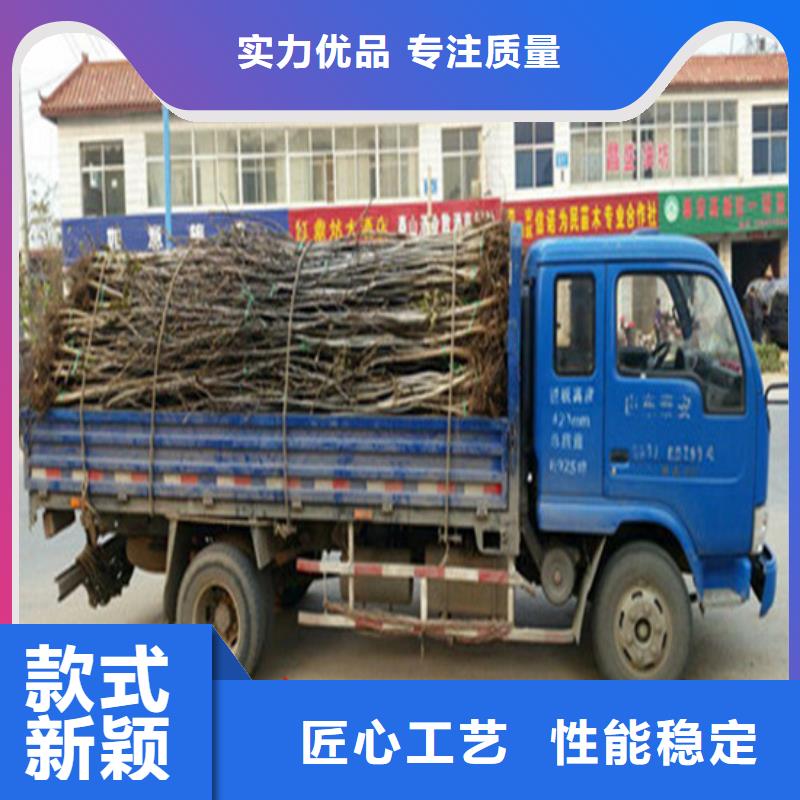 核桃苗软籽石榴树苗品质卓越的简单介绍