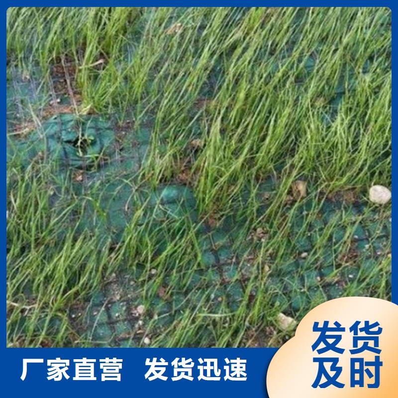 椰丝毯塑料盲沟专注细节更放心本地服务商