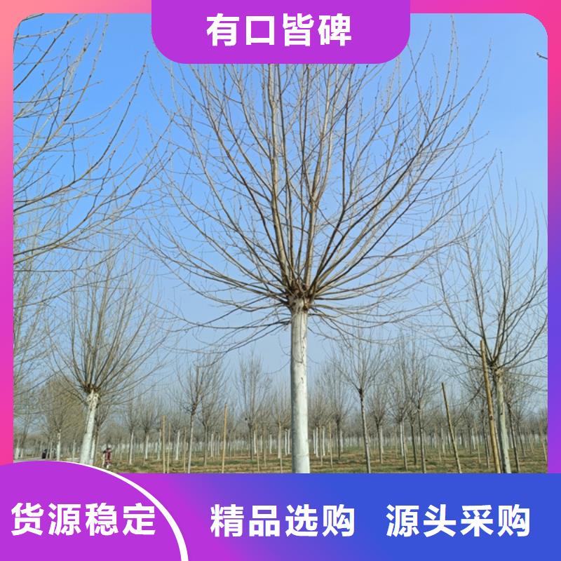 法桐国槐优势同城公司
