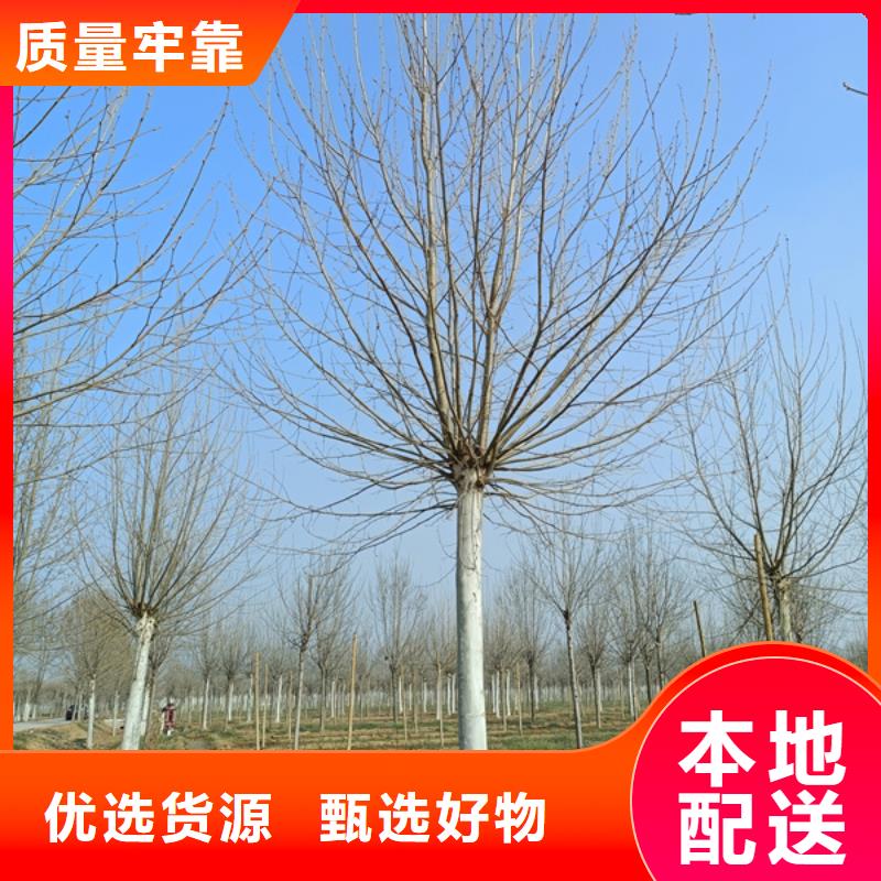 法桐黄金槐多种规格可选实力商家