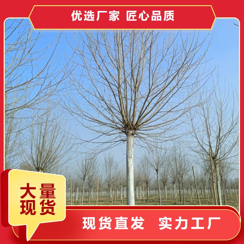 法桐原生冠法桐用品质说话采购无忧