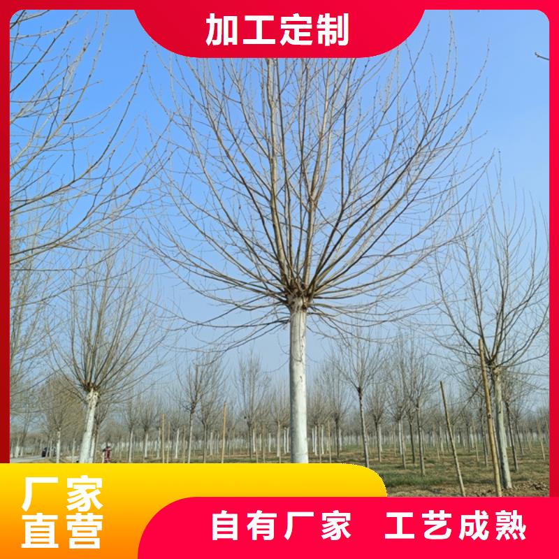法桐美国红枫值得买N年生产经验