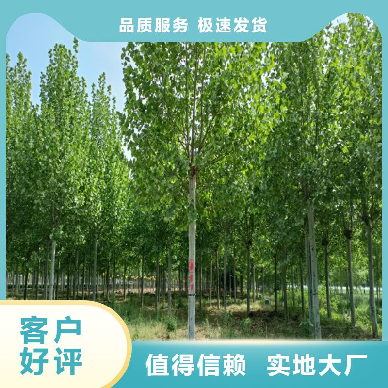 法桐【西府海棠】有实力有经验本地品牌