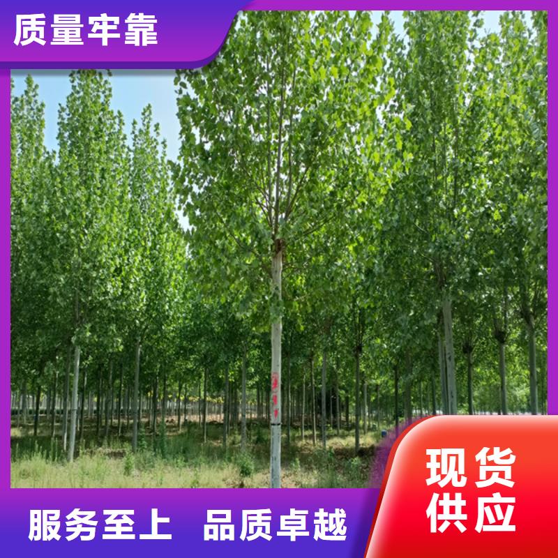 法桐北京栾好产品价格低厂家品控严格