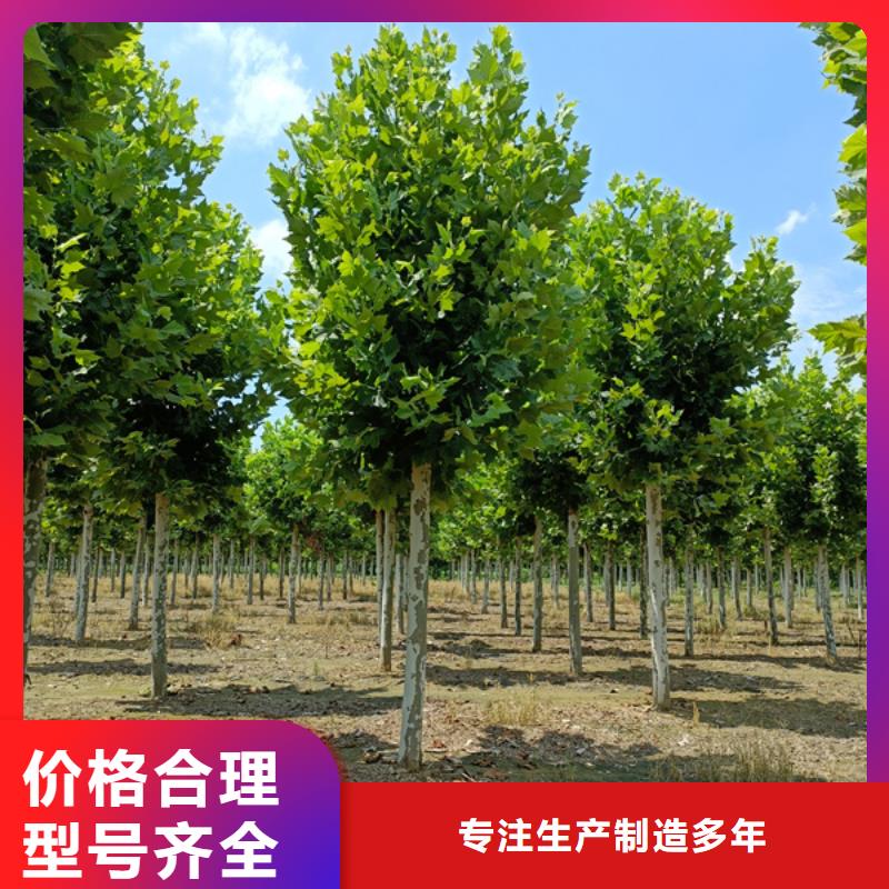法桐-原生冠法桐厂家新品当地生产商