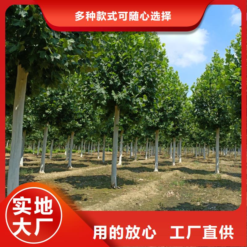 法桐_白蜡以质量求生存本地公司