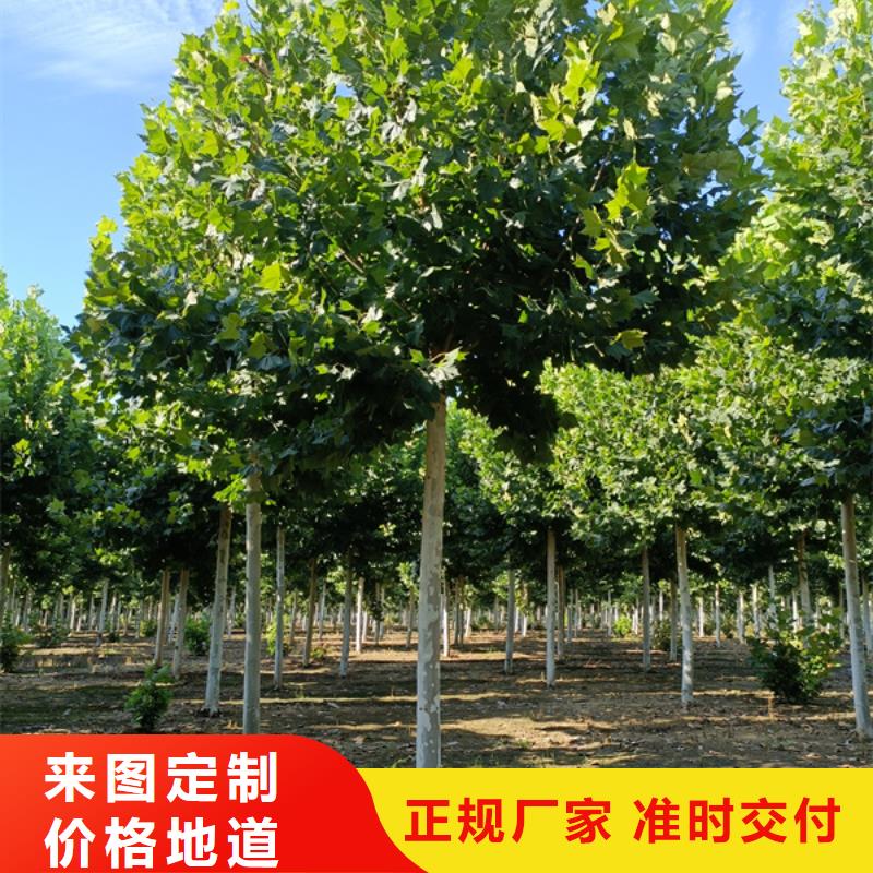 法桐_五角枫专注质量{当地}制造商