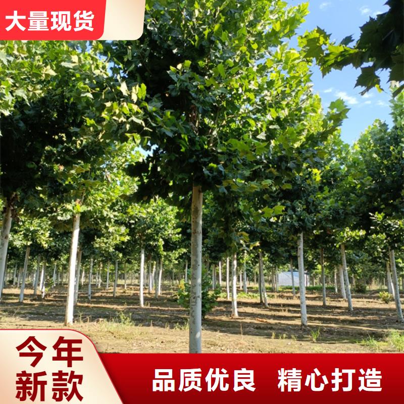 法桐炫丽海棠工厂现货供应【当地】品牌