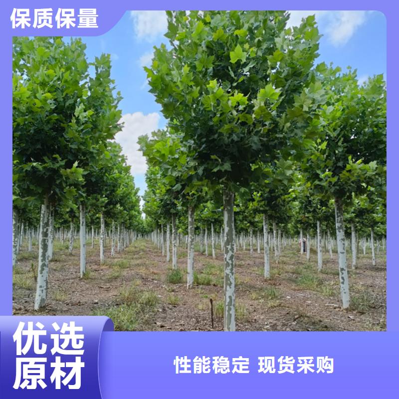 【法桐】_黄金槐厂家新品厂家工艺先进