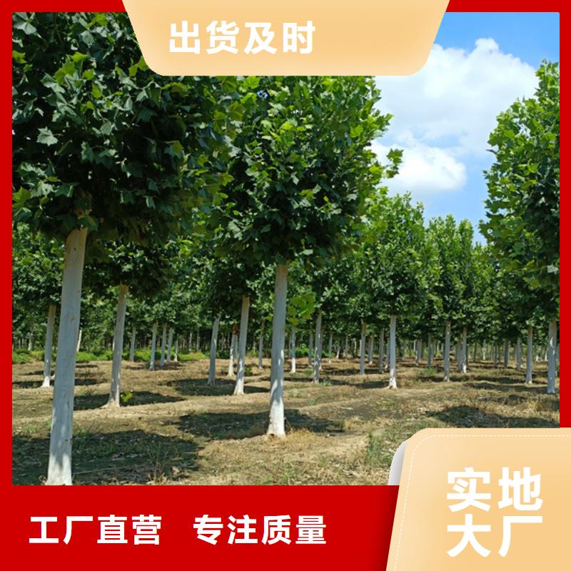 法桐五角枫厂家销售物流配送