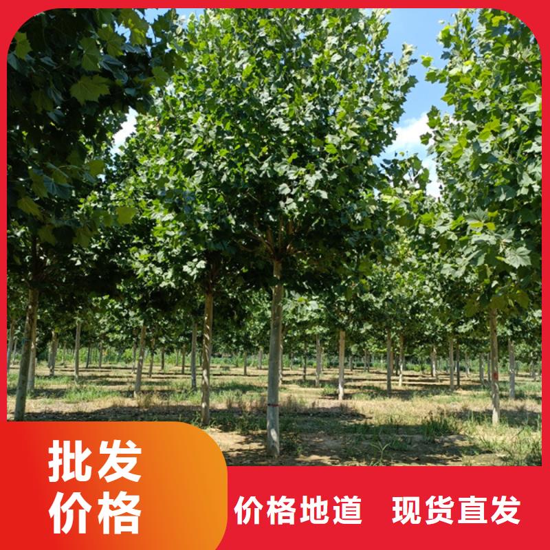 法桐,北京栾来图定制量大从优物流配送
