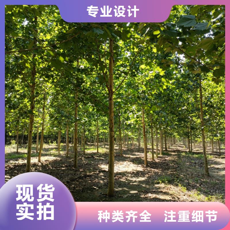 【法桐】白蜡品质好才是硬道理售后服务完善