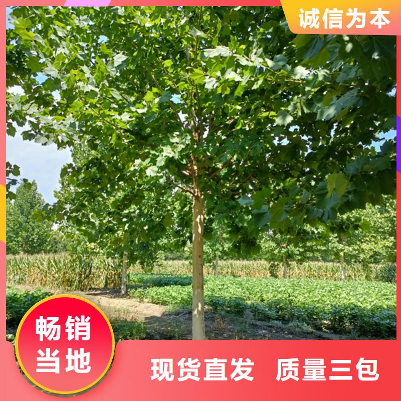 法桐【北京栾】海量库存<本地>生产商