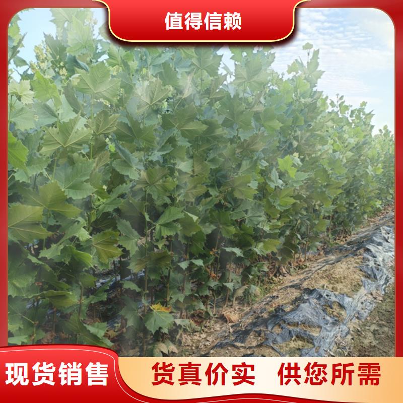法桐【樱花】品质好才是硬道理【当地】经销商
