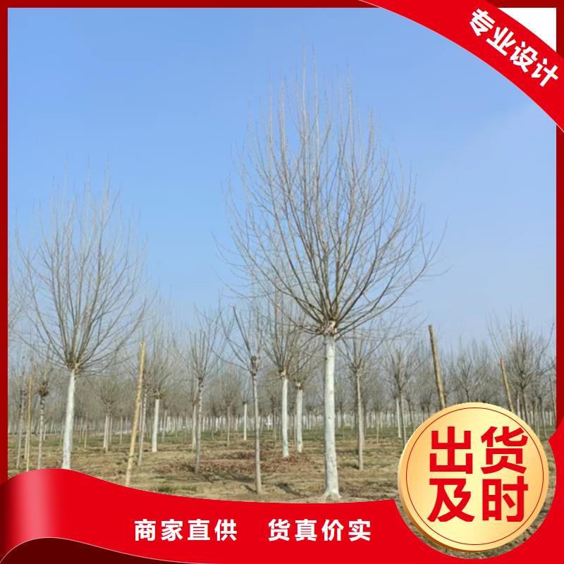 【法桐】国槐每个细节都严格把关款式新颖