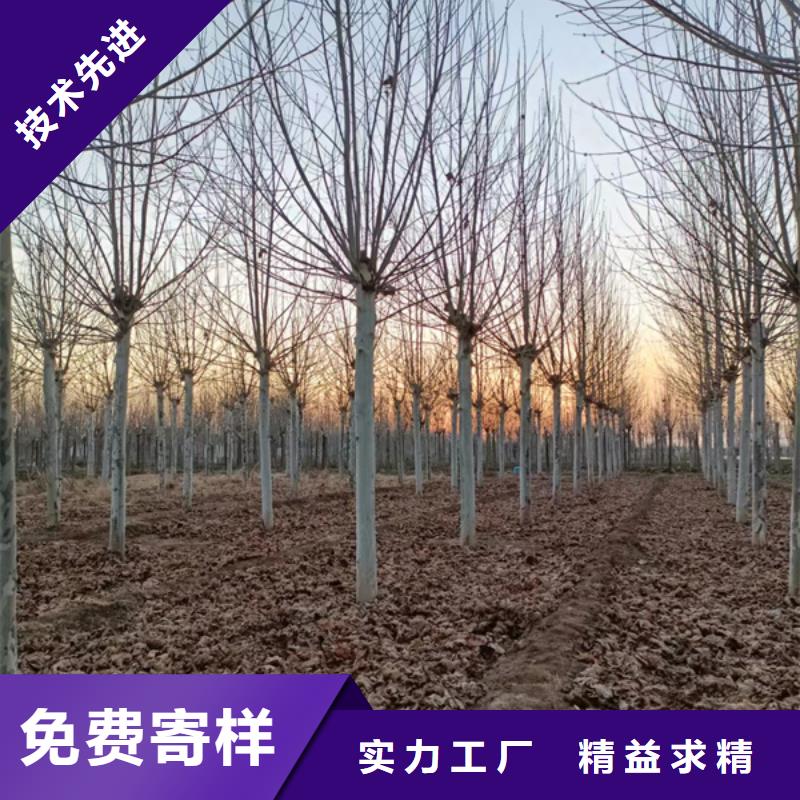 法桐-原生冠法桐发货迅速本地品牌