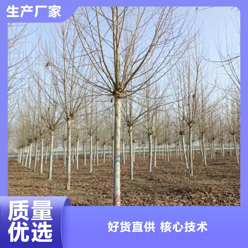 法桐【美国红枫】厂家技术完善本地生产厂家