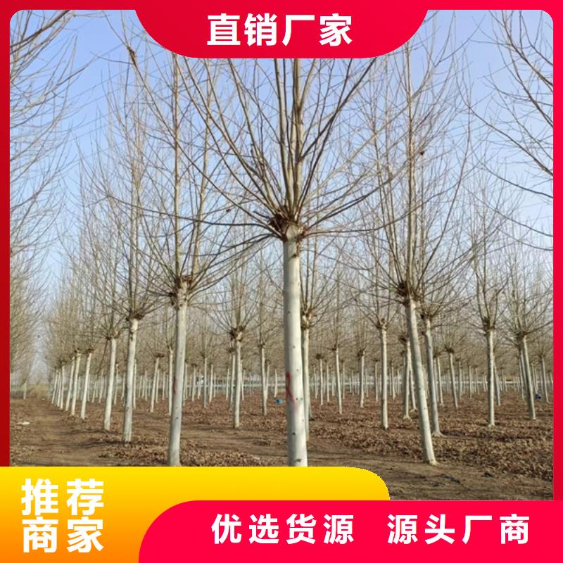 法桐五角枫老品牌厂家同城厂家