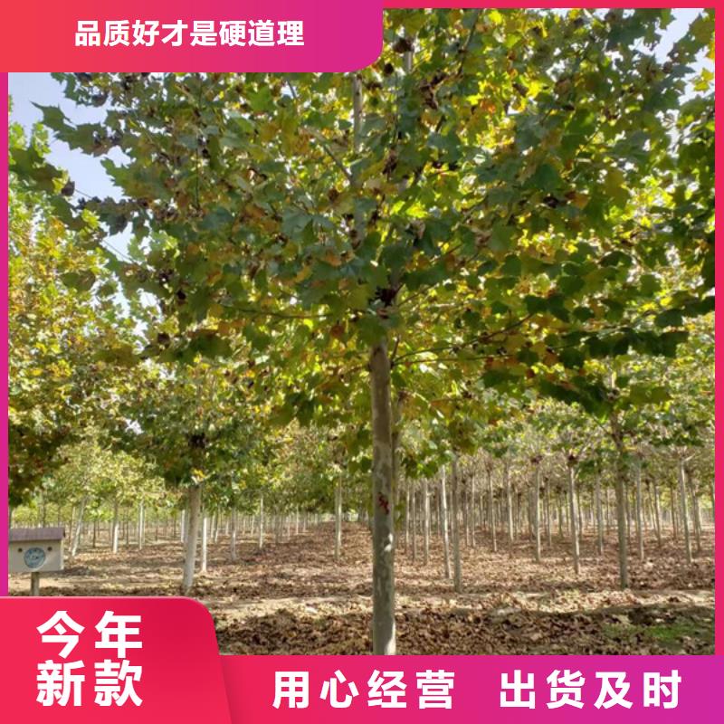 法桐金叶槐品质好才是硬道理同城经销商