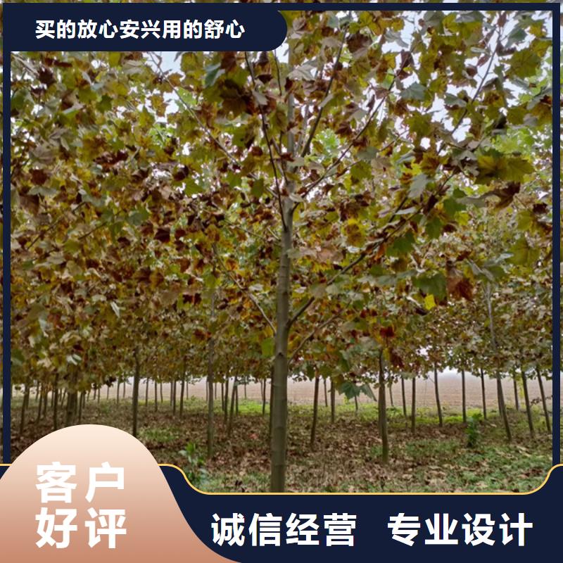 法桐技术先进好品质经得住考验