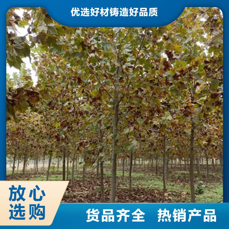 法桐国槐优质工艺诚信经营
