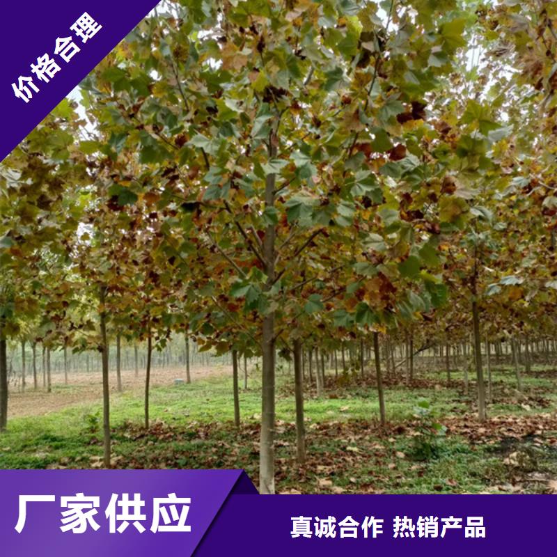 法桐【金叶槐】来图定制量大从优本地生产商