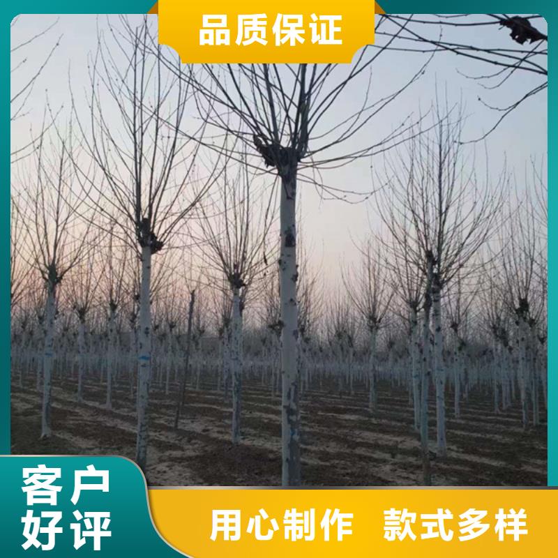 法桐金叶白蜡把实惠留给您本地厂家