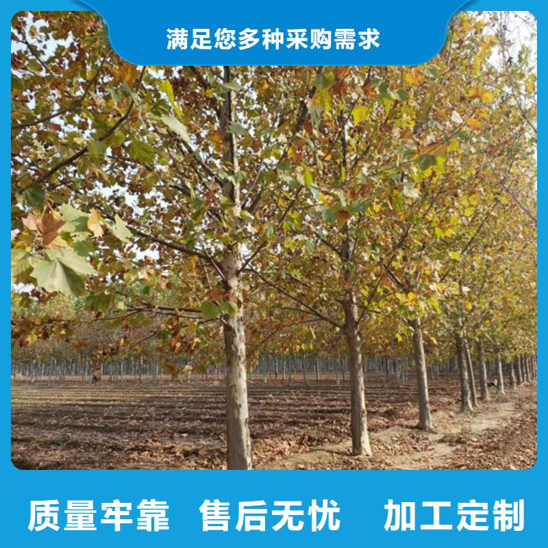法桐,白蜡直销厂家同城服务商