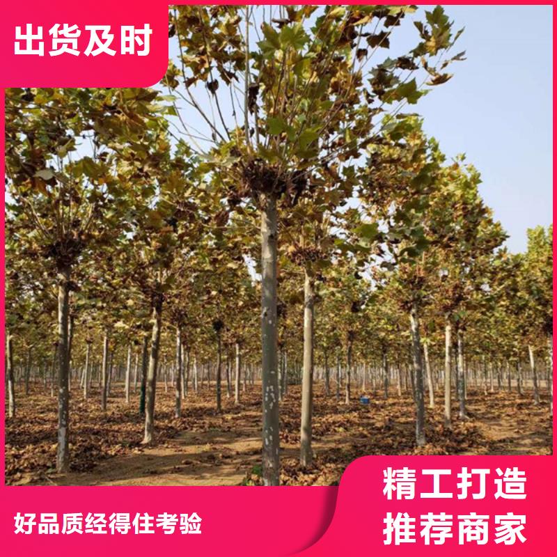 法桐_国槐出厂严格质检当地货源