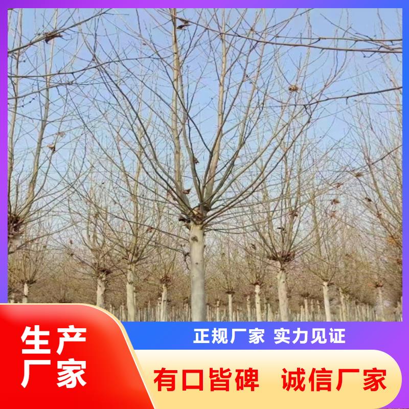 法桐樱花专业生产N年优质工艺