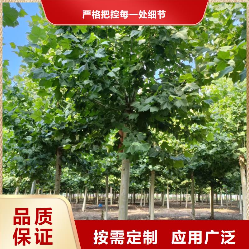 法桐诚信经营本地品牌