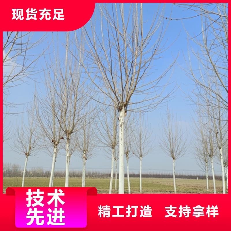 法桐型号全价格低品质卓越