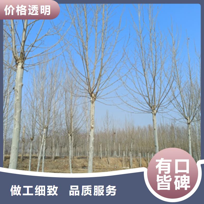 法桐,美国红枫好产品放心购精选好货