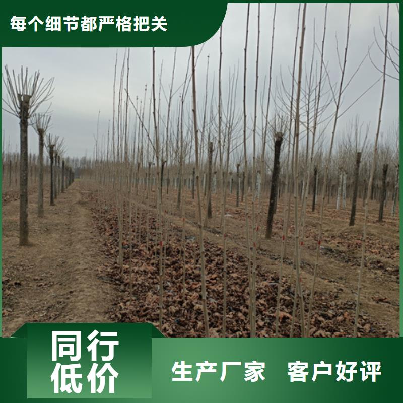 法桐,国槐低价货源厂家拥有先进的设备