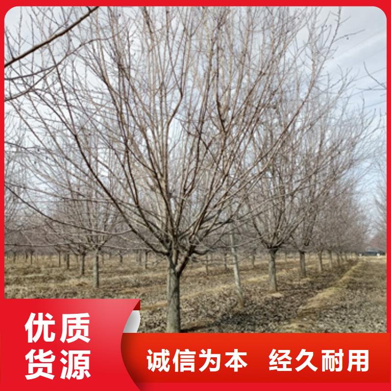 法桐金叶白蜡品质值得信赖严格把控质量
