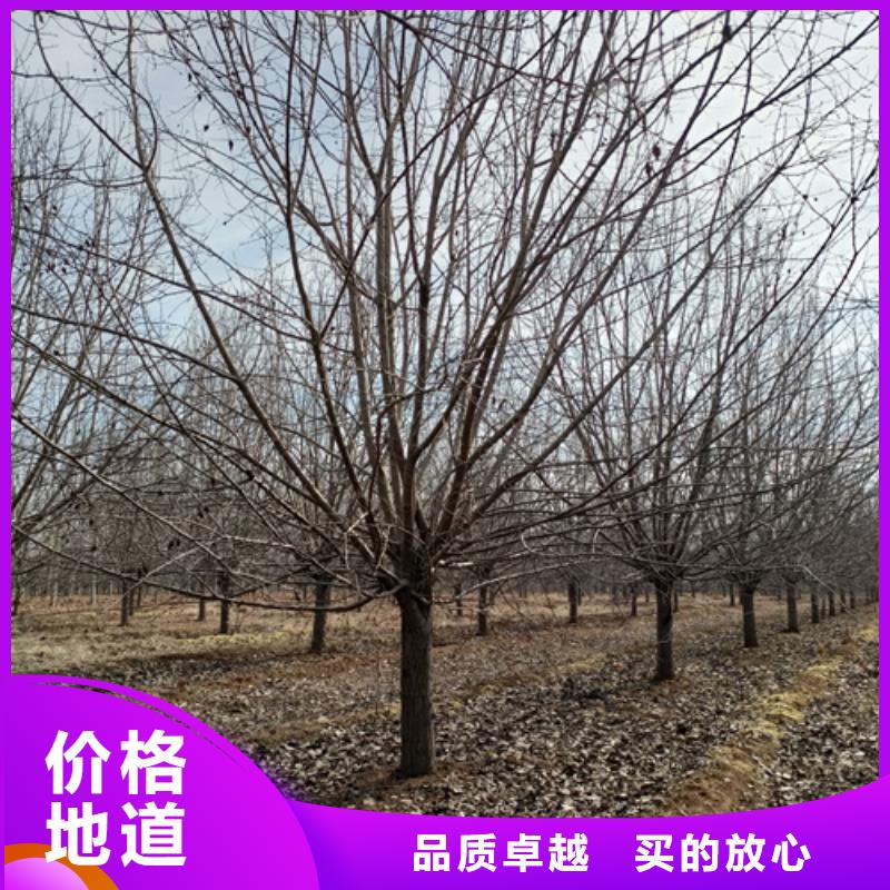 法桐截杆发帽大厂生产品质实力才是硬道理