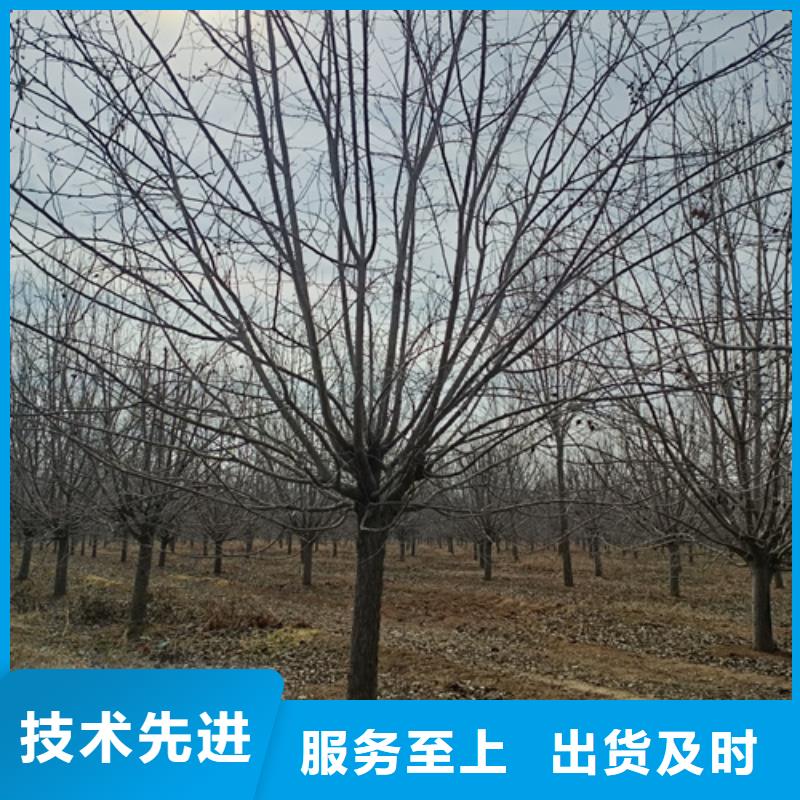 【法桐】五角枫工程施工案例打造好品质