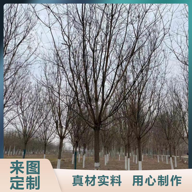 【法桐黄金槐生产型】全新升级品质保障