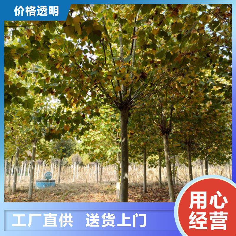 法桐,国槐源头工厂产地直供