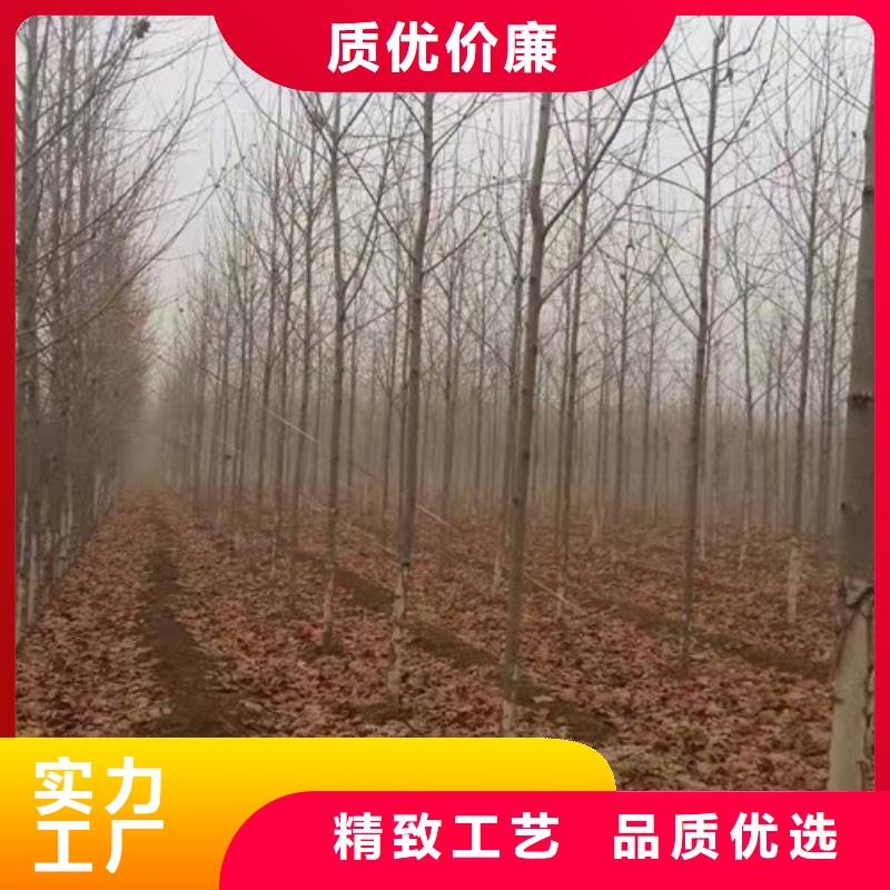法桐金叶复叶槭现货充足本地生产商
