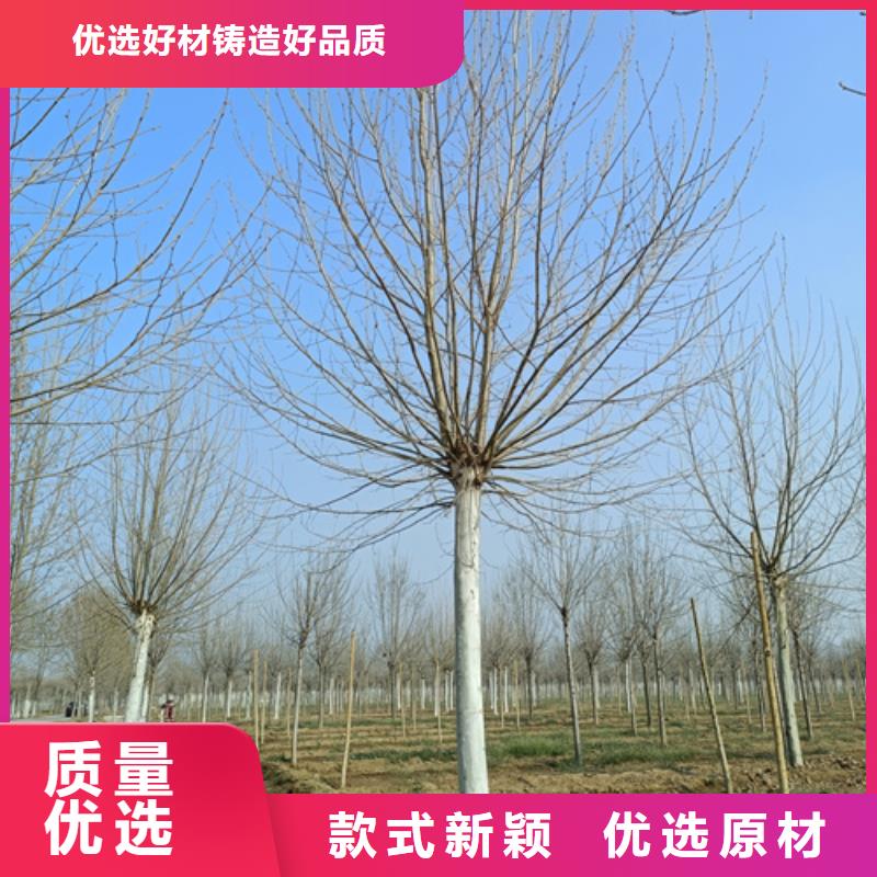 法桐美国红枫拒绝差价满足多种行业需求
