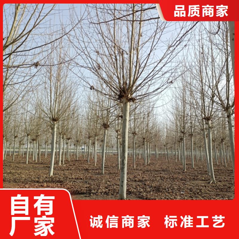 法桐_金叶槐拒绝伪劣产品规格型号全
