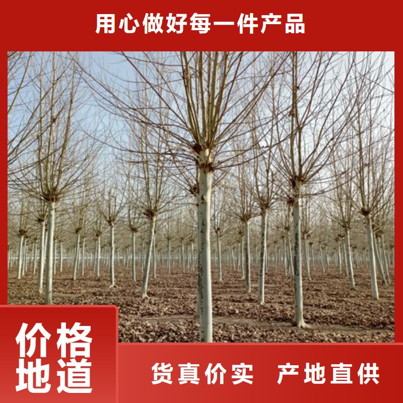 法桐_截杆发帽有口皆碑本地生产商