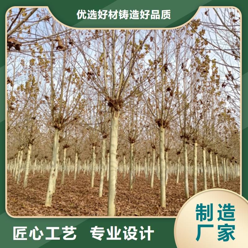 法桐国槐实力大厂家专注细节使用放心