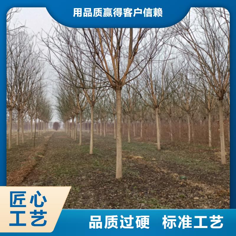 法桐金叶白蜡工厂直销采购