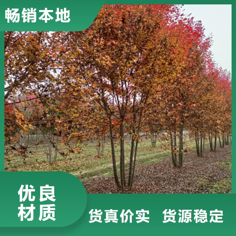 法桐黄金槐海量现货直销定制速度快工期短
