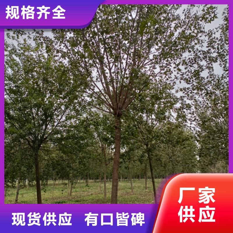 法桐高品质诚信厂家现货直供